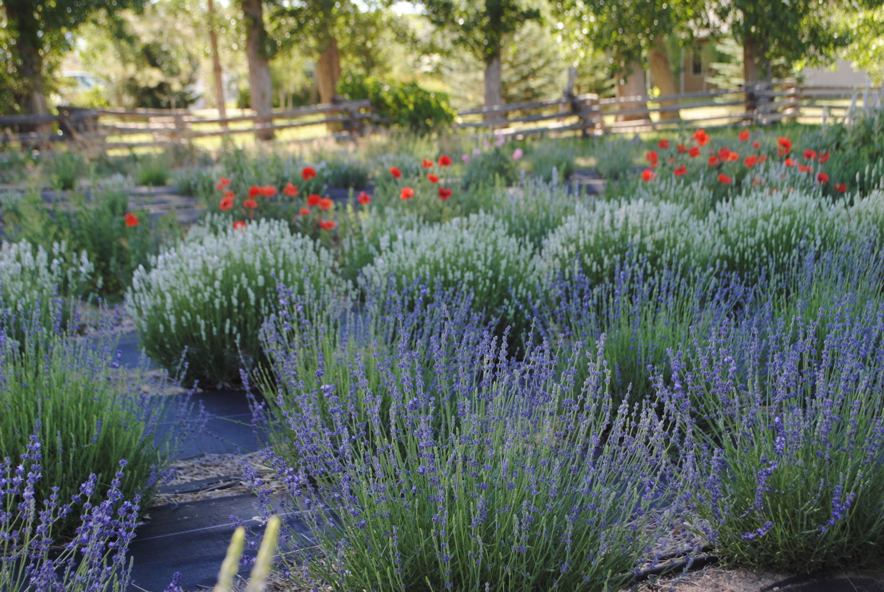 Lavender and ukuleles - weekend entertainment beyond the Springs